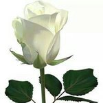 Profile Picture of Graciela Giménez (@graciela.gimenez.144) on Instagram