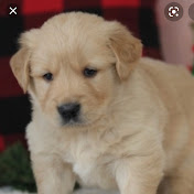 Ivy Newman - Youtube Profile Picture of Ivy Newman (@ivynewman6826) on Youtube