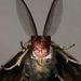 Profile Picture of Christine Messer (@ladyxmess) on Pinterest