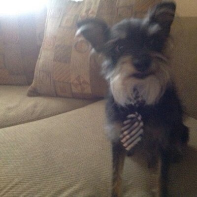 Violeta Mena - Twitter Profile Picture of Violeta Mena (@violetsrpurple) on Twitter