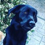 Profile Picture of Larry Barker (@lawrence_the_labrador) on Instagram