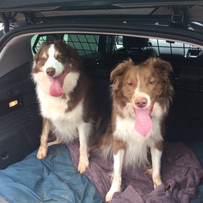 Profile Picture of Aladdin Sane (@CliffSimpson6) on Twitter