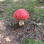 Profile Picture of Dominique Raymond - Paulette (@dominiqueraymondpaulette) on Instagram