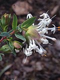 Profile Picture of Pimelea linifoliaon Wikipedia