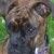Profile Picture of Dawn Schocklin (@dawnschocklin) on Pinterest