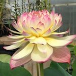 Profile Picture of Lily Liu (@lotusparadise.bwgs) on Instagram