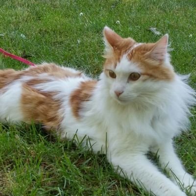 Marc Garí Darder - Twitter Profile Picture of Marc Garí Darder (@DarderGari) on Twitter