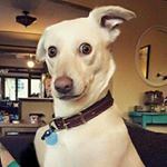 Profile Picture of Adam Kruger (@kruger_adam) on Instagram