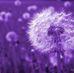 Profile Picture of Purple's Dandelion (@purlpe.dandelions) on Facebook