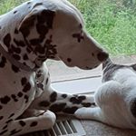 Profile Picture of Alison Pryor (@alisonpryor) on Instagram