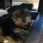 Profile Picture of Hannah (@hannah_yorkiepoo) on Instagram