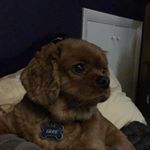 Profile Picture of Justin (@the_first_justin) on Instagram