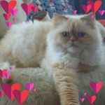 Profile Picture of Mona Bender (@mona._bender) on Instagram