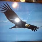 Profile Picture of Alejandro Gaeta (@alejandro.gaeta.382848) on Facebook