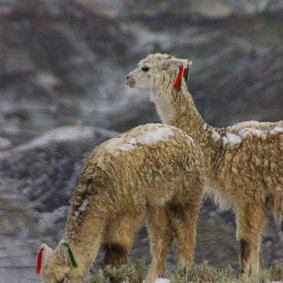 Profile Picture of Derek Visser (@derekvisserperu) on Twitter