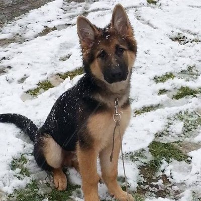 Profile Picture of Pamela Plourde (@PamDeschaines) on Twitter