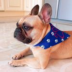 Profile Picture of 💙 Archibald 💙 French Bulldog 🐾 (@_archiefrenchie_) on Instagram