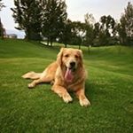 Profile Picture of Ram Raghavan (@ram_raghavan) on Instagram