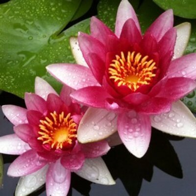 Profile Picture of Irene Schwarz (@SchwarzIrene) on Twitter