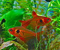 Profile Picture of Characidaeon Wikipedia