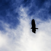 Connor Haines - Youtube Profile Picture of Connor Haines (@connorhaines284) on Youtube