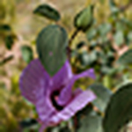 Profile Picture of Heather Duncan (@krustykat55) on Flickr