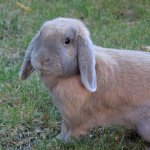 Profile Picture of Katrina & Ruby (@thorthehappybunny) on Instagram