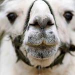 Profile Picture of Kerry Hawkins (@K Hawkins Photography) on Flickr