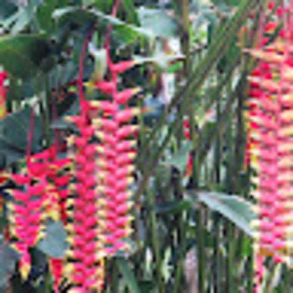 Profile Picture of Nancy Beresky (@nancyberesky) on Poshmark