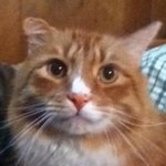 Profile Picture of Eric finnegan (@kaien_zeta) on Instagram