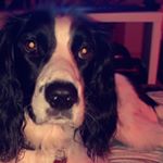 Profile Picture of Alan Reddie (@alan.the.sprocker) on Instagram