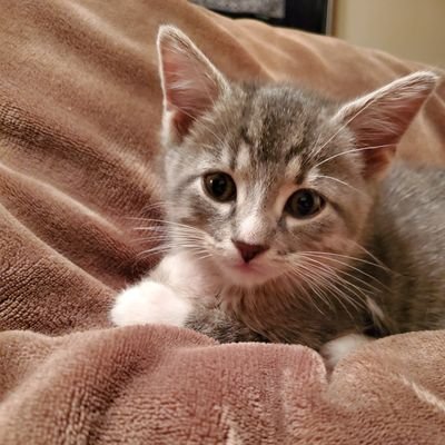 Profile Picture of Dawn Sanchez (@DawnSan84789376) on Twitter