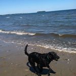 Profile Picture of David Swirsky (@dswir53) on Instagram