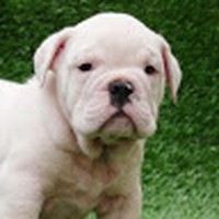 Profile Picture of Jessica Hollenbaugh (@jessica-hollenbaugh) on Quora