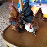 Profile Picture of Mario Guelfi (@guelfimario) on Instagram