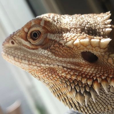 Profile Picture of Kevin Curley (@kevin13curley) on Twitter