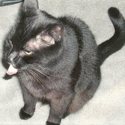 Profile Picture of Ellen Clark (@irving657) on Twitter