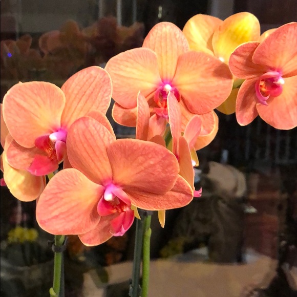 Profile Picture of Grace Peng (@yppenggrace) on Poshmark