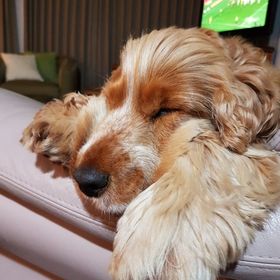 Profile Picture of Janine Opperman (@janine2456) on Pinterest