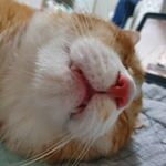 Profile Picture of 삼롱이네 (@kevin_chamberlin_) on Instagram