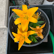 Profile Picture of Nick Silva (@NickSilva-bv1sv) on Youtube