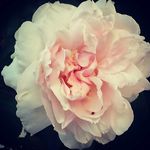 Profile Picture of Lisa Bernice Adair (@luleemoomin) on Instagram