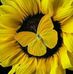 Profile Picture of Maryam Alavi (@maryam.alavi.777) on Facebook