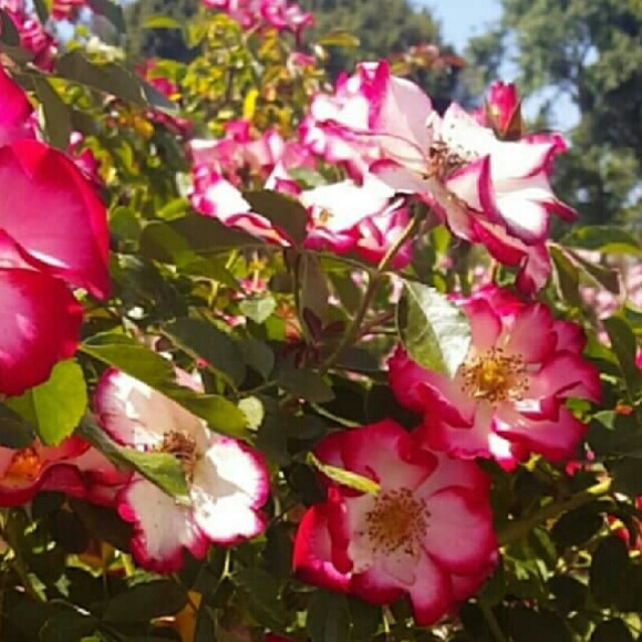 Profile Picture of Jacklyn Escalante (@jacklyn0512) on Poshmark