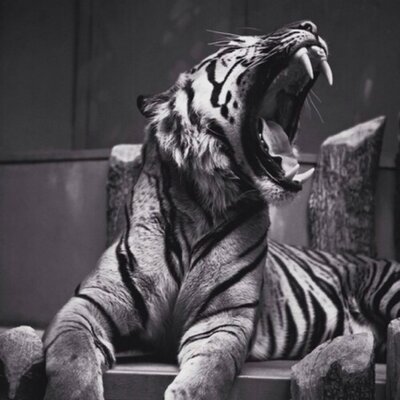 Profile Picture of Nick Snodgrass (@NRS66) on Twitter