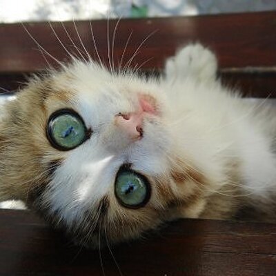 Profile Picture of Josie Thompson (@curiousltlkittn) on Twitter