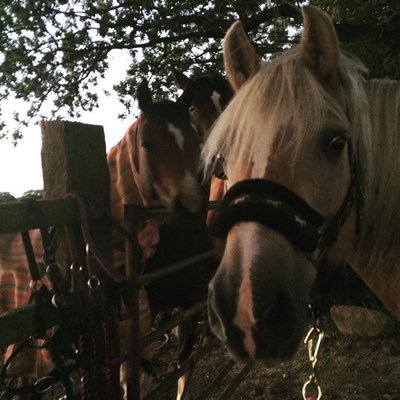 Profile Picture of CuriousEquestrian (@leigh_craven) on Twitter