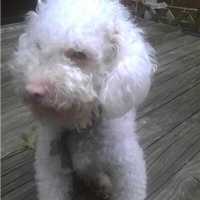 Profile Picture of Pat Pakula (@lakiwie) on Twitter