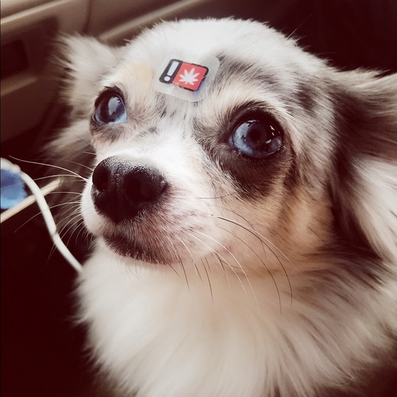 Profile Picture of Sprout Sprout (@sundancetrade) on Poshmark
