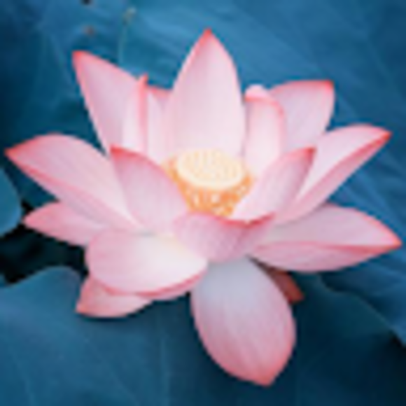 Profile Picture of Brianna Bouchie (@briannabouchie) on Poshmark